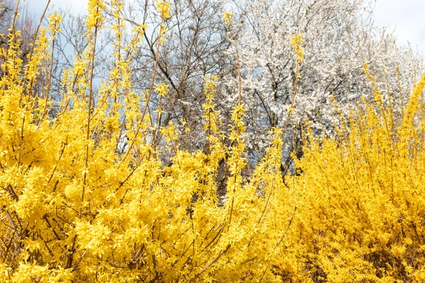 Gelbe Forsythien Blühen Öffentlichen Park — Stockfoto