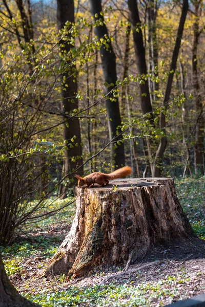 Σκίουρος Σφραγίδα Στο Δάσος Αντίγραφο Χώρο — Φωτογραφία Αρχείου