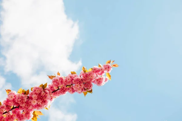 Kvetoucí Růžová Sakura Strom Zblízka — Stock fotografie