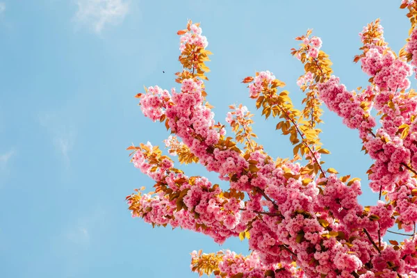 Blühender Rosa Sakura Baum Aus Nächster Nähe — Stockfoto
