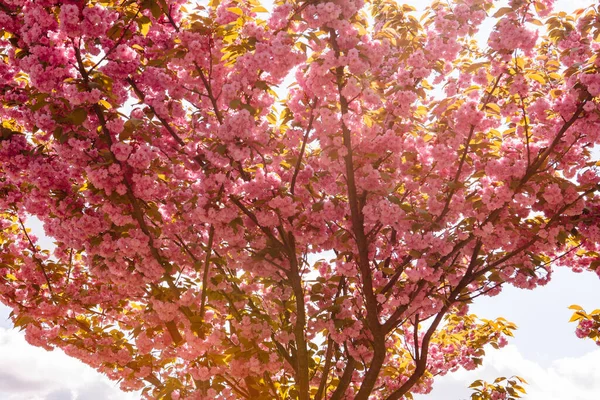 Floreciente Árbol Sakura Rosa Cerca — Foto de Stock