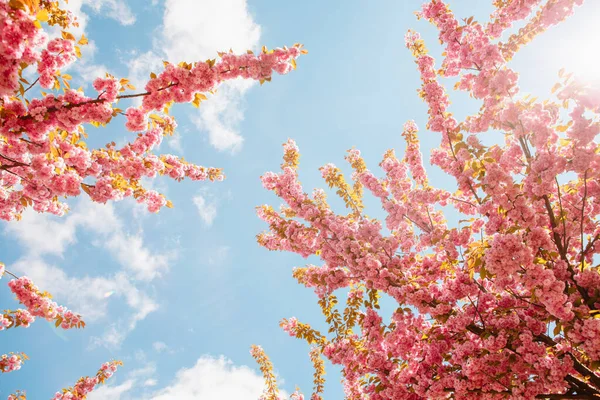 Blühender Rosa Sakura Baum Aus Nächster Nähe — Stockfoto