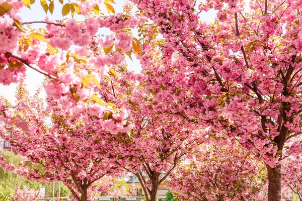 Florescendo Árvore Sakura Rosa Perto — Fotografia de Stock