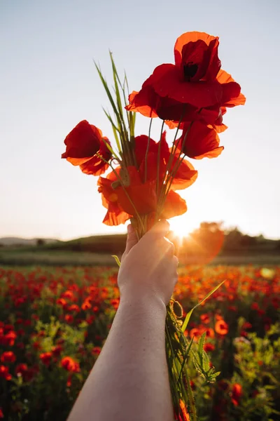 Bukett Vallmo Blommor Kvinna Hand Solnedgången Närbild — Stockfoto