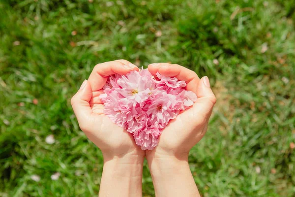 Rosa Sakura Blommor Kvinna Hand Närbild Gröda — Stockfoto