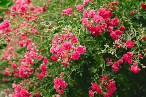 Röda Rosor Buskar Blommande Kopia Utrymme — Stockfoto