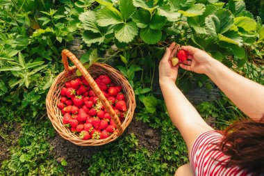Çiftlikte çilek toplanması. Yakın çekim.