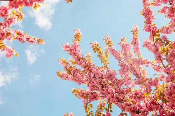 Blühender Rosa Sakura Baum Aus Nächster Nähe — Stockfoto