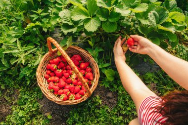 Çiftlikte çilek toplanması. Yakın çekim.