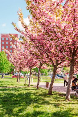 Ukrayna 'nın Lviv caddesinde çiçek açan sakura ağaçları