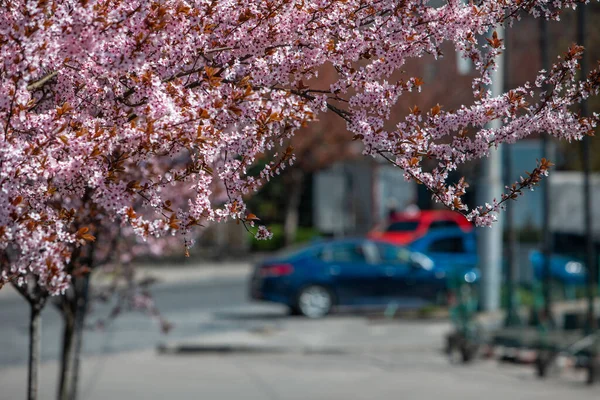 Blühender Sakura Baum Bei Sonnigem Frühlingstag Bürogebäude Hintergrund — Stockfoto