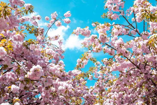 Kvetoucí Sakura Třešeň Strom Close Kopie Prostor — Stock fotografie