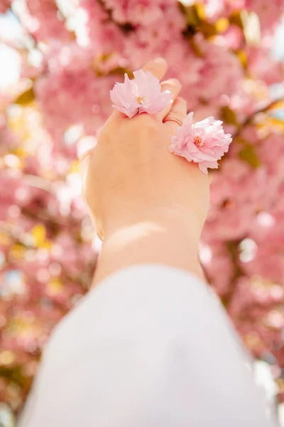 Pink Sakura Flowers Woman Hand Close Crop — Stock Photo, Image