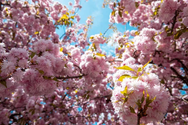 Fleur Sakura Cerisier Fermer Espace Copie — Photo