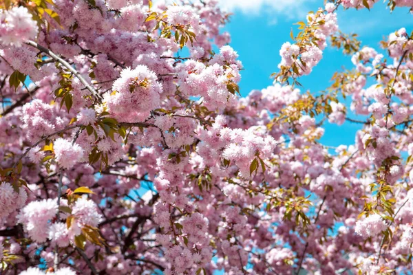 Florescendo Sakura Cereja Árvore Fechar Espaço Cópia — Fotografia de Stock