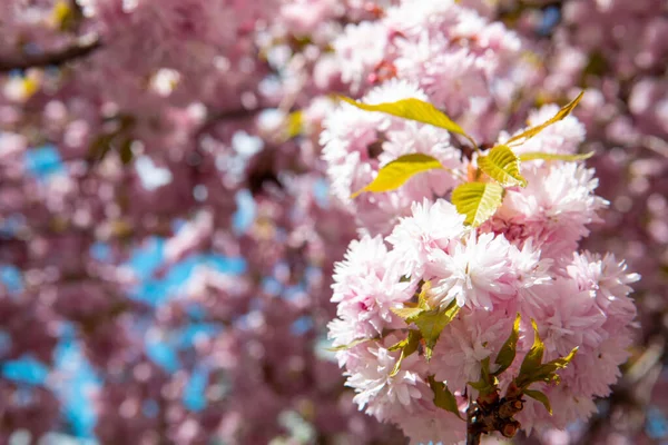 Kvetoucí sakura třešeň — Stock fotografie