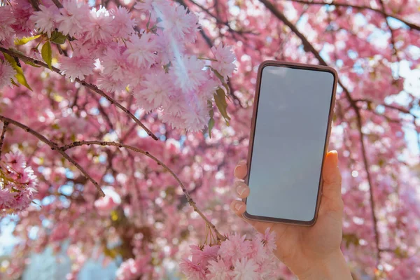 Mulher mão segurando telefone com tela branca florescendo árvore sakura no fundo — Fotografia de Stock