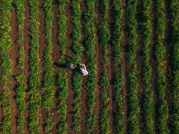 Mutter Mit Sohn Auf Erdbeerfarm Sammelt Vitamine — Stockfoto