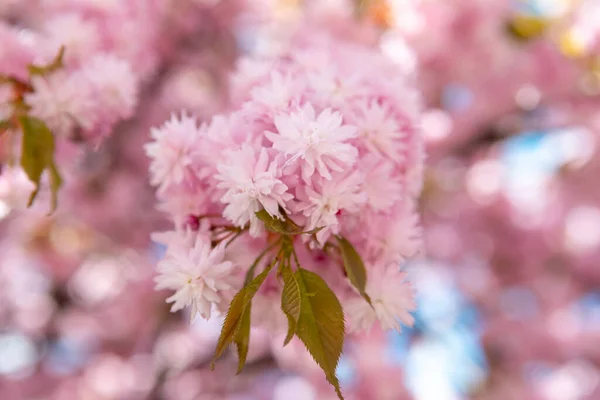 Kvetoucí Sakura Třešeň Strom Close Kopie Prostor — Stock fotografie