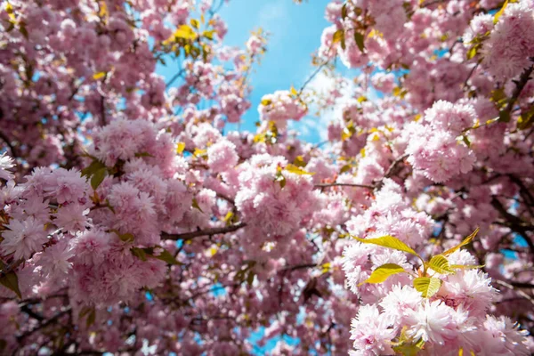 Kvetoucí Sakura Třešeň Strom Close Kopie Prostor — Stock fotografie