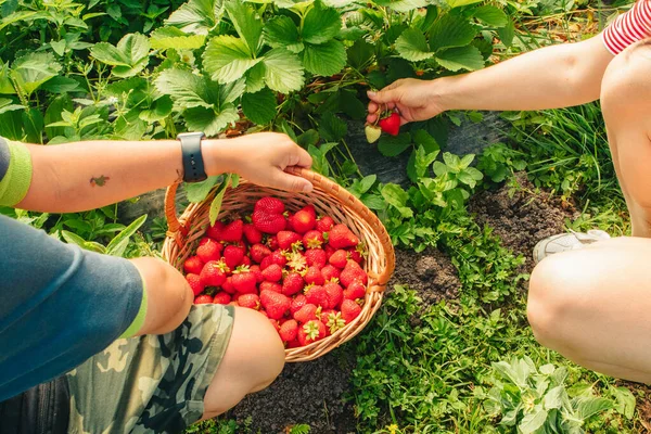 Mãe Com Filho Fazenda Morango Reunindo Vitaminas — Fotografia de Stock