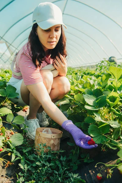 Kadın çiftlik vitaminlerinden çilek topluyor.