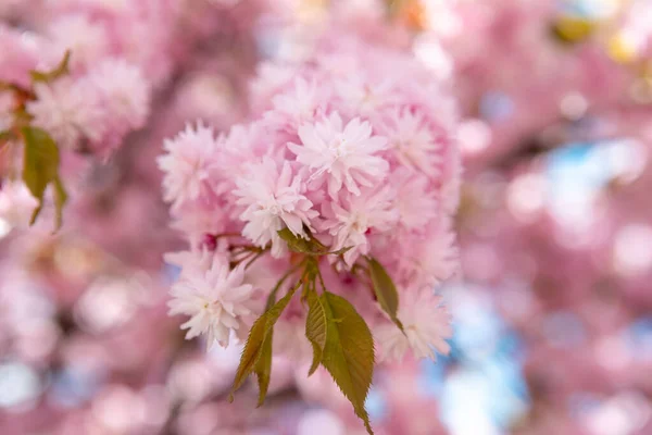 Kvetoucí Sakura Třešeň Strom Close Kopie Prostor — Stock fotografie