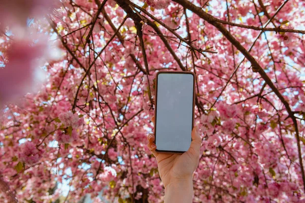 Woman Hand Holding Phone White Screen Blooming Sakura Tree Background — Stock Photo, Image
