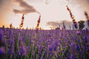 Lavanta alanı kopyalama alanını kapat