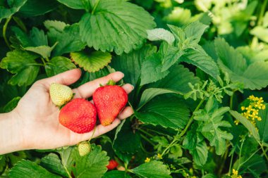 Çiftlikte çilek toplanması. Yakın çekim.