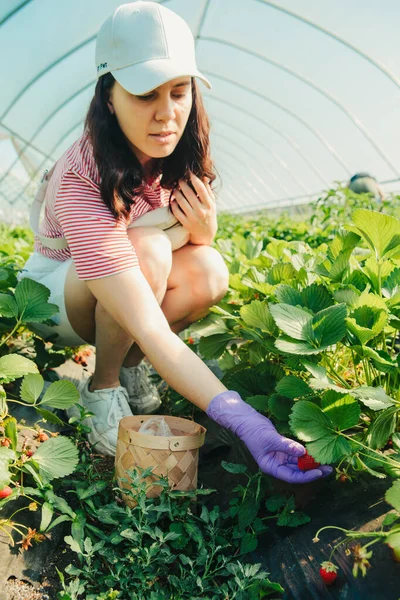 Kadın çiftlik vitaminlerinden çilek topluyor.