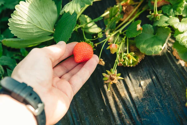 Strawberry Gathering Farm Close — Stock Photo, Image