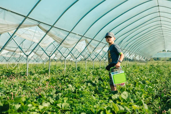 Küçük çocuk çiftlik fotokopi alanında çilek topluyor.