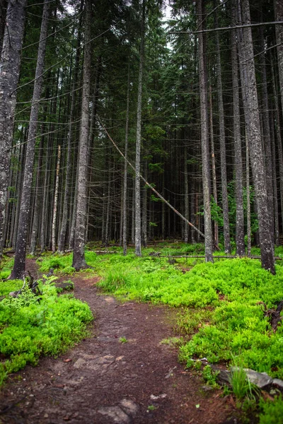 Pine Tree Forest Footpath Trail Copy Space — Stock Photo, Image