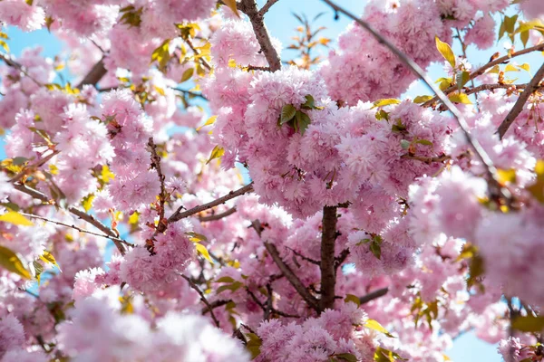 Floreciente Sakura Cerezo Cerrar Espacio Copia — Foto de Stock