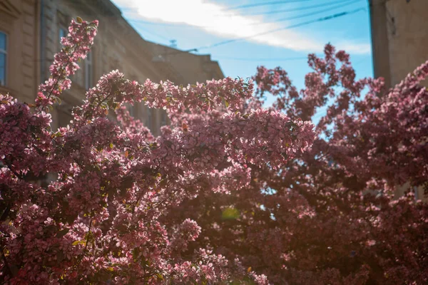 Сакура Вишня Цветущая Весна Приближается Близко — стоковое фото