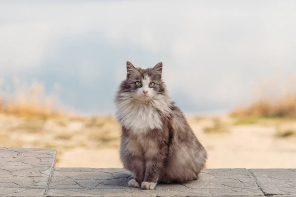 야외에서 아름다운 고양이의 초상화입니다 푹신한 — 스톡 사진