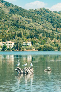 Lefkada adasında martı kuşları