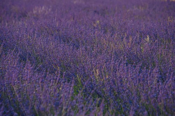 Lavender Field Close Copy Space — Stock Photo, Image