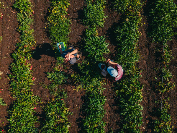 overhead view mother with son at strawberry farm gathering vitamins