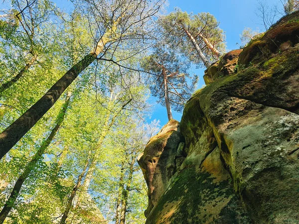 Dovbush Βράχους Ουκρανία Άνοιξη Δάσος Αντίγραφο Χώρου — Φωτογραφία Αρχείου