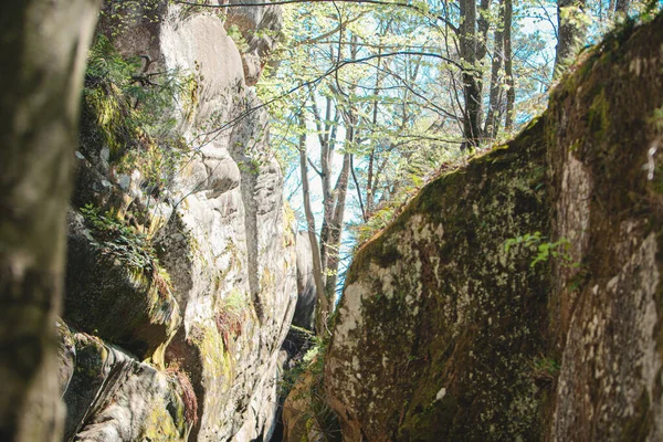 Ukrayna bahar ormanları uzayı taklit ediyor.