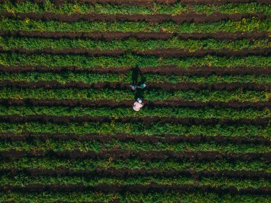 Çilek çiftliğinde anne ve oğlu vitamin topluyor.