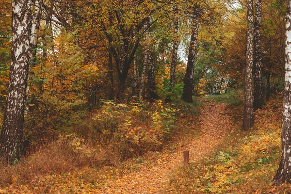 Outono Floresta Vista Espaço Cópia — Fotografia de Stock