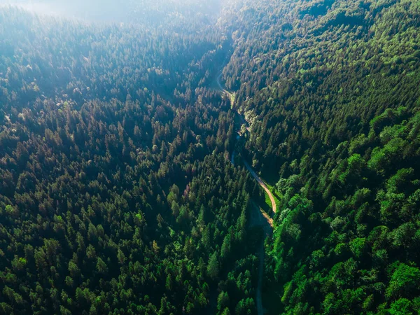 overhead top view summer forest in mountains creek trail road