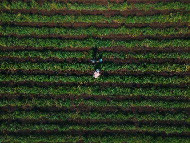 Çilek çiftliğinde anne ve oğlu vitamin topluyor.