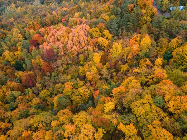 overhead view autumn forest texture colorful leaves