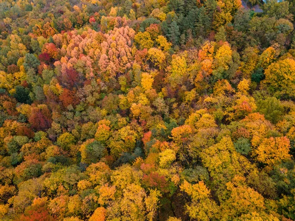 overhead view autumn forest texture colorful leaves