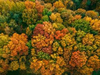 Sonbahar ormanı renkli fotokopi alanının hava görüntüsü