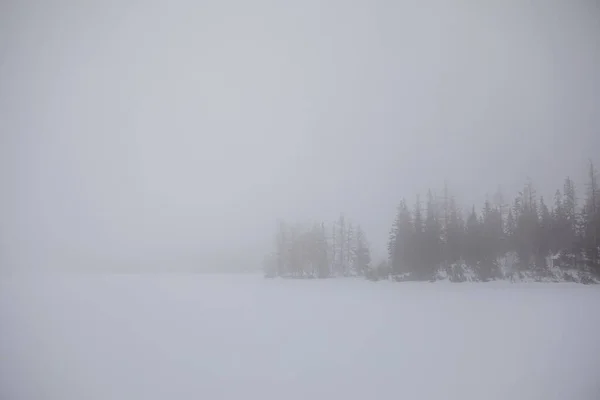 霧の中で松の木のシルエットコピー天気 — ストック写真